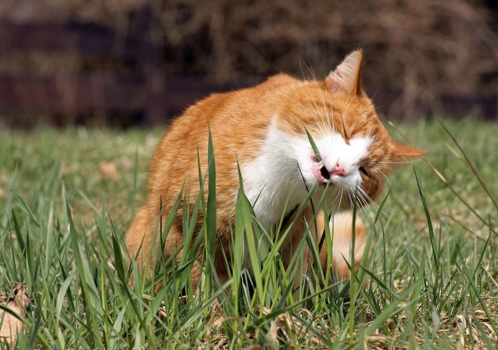 Mengusir Kucing Agar Tidak Berak